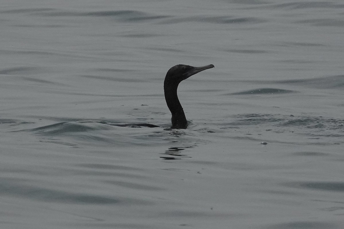 Little Black Cormorant - ML642054747