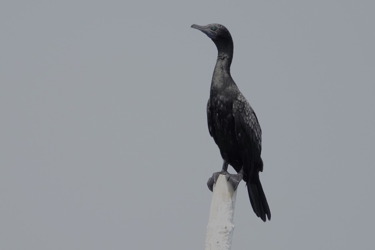 Little Black Cormorant - ML642054748