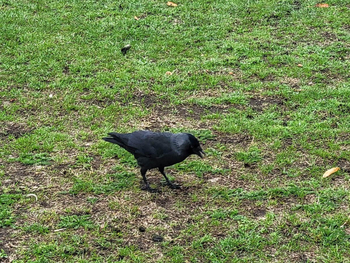 Eurasian Jackdaw - ML642054749
