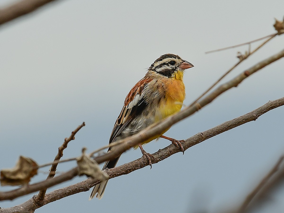 Somali Bunting - ML642054751