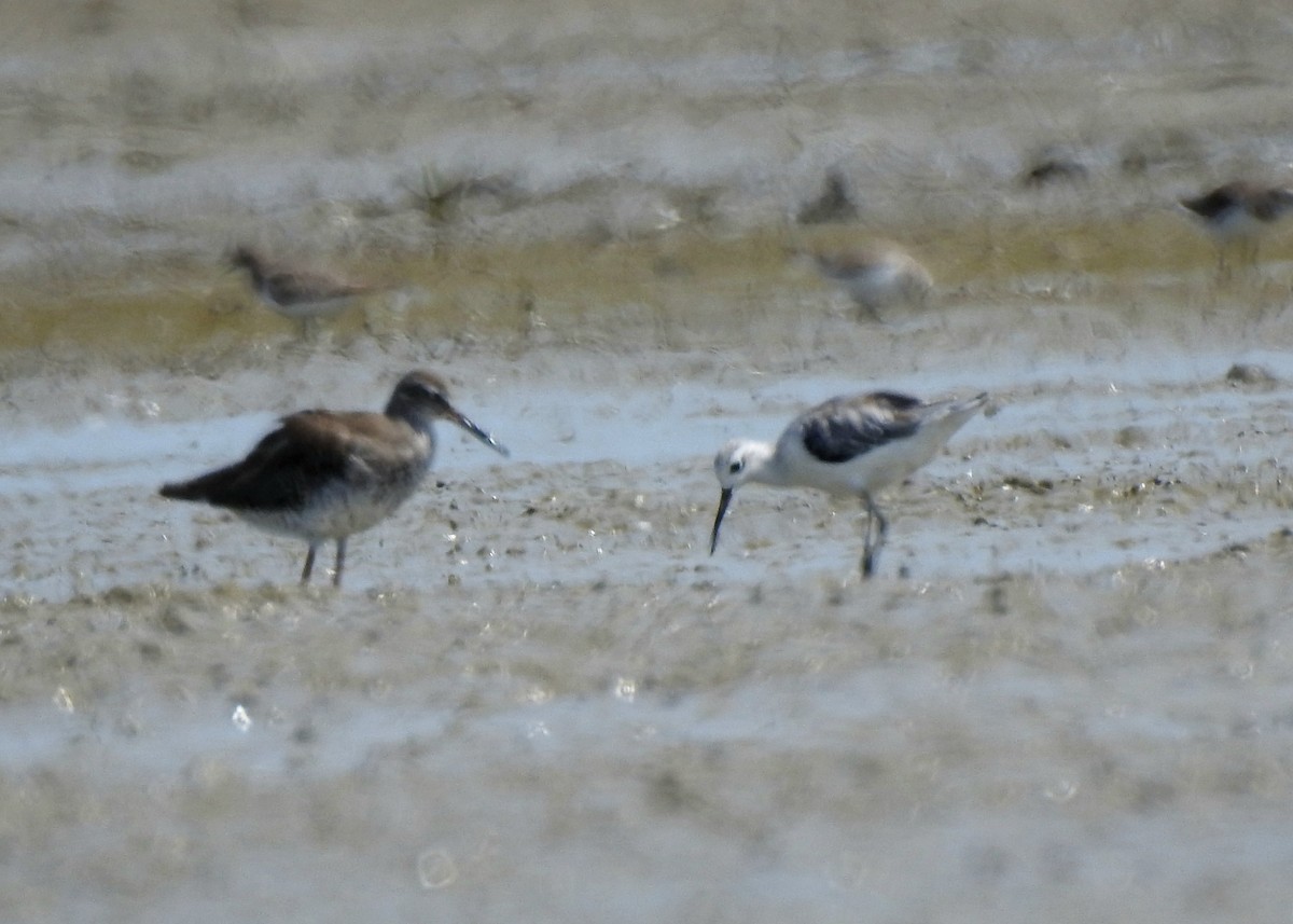 Marsh Sandpiper - ML642054752