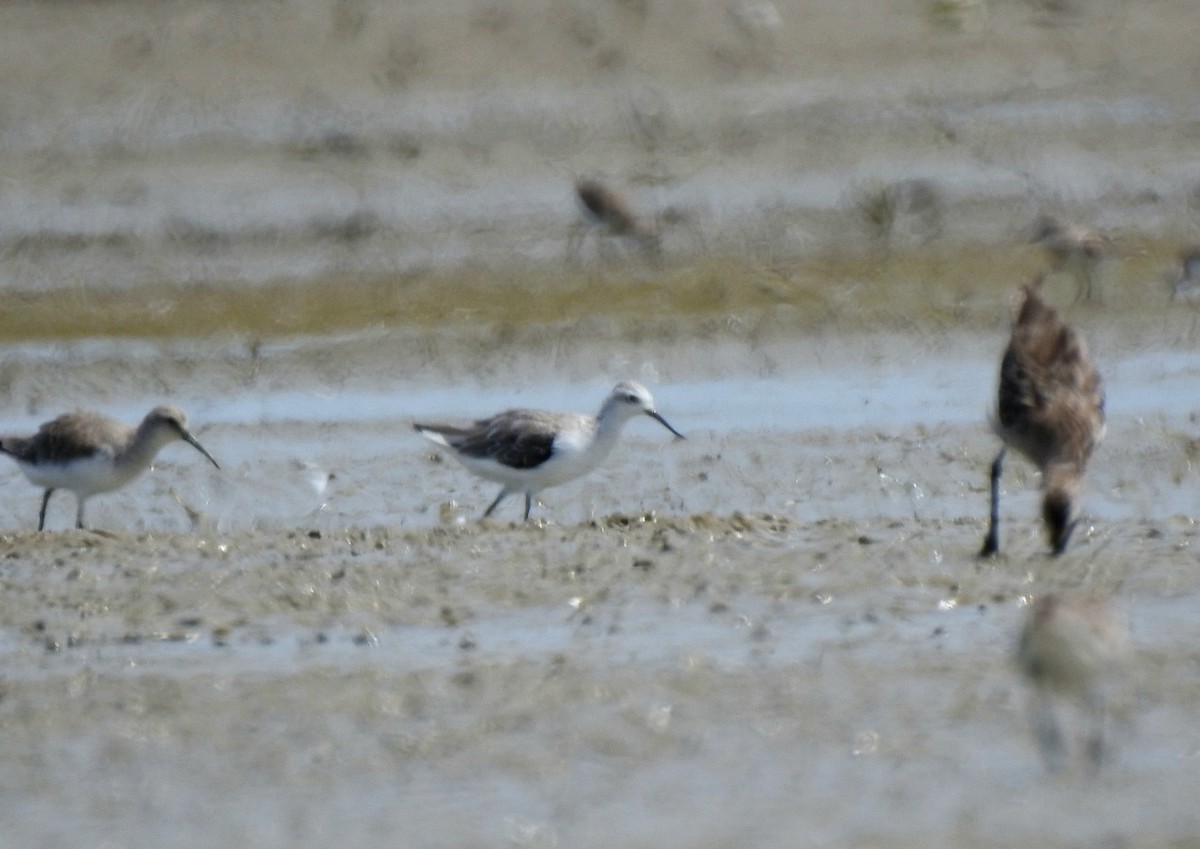 Marsh Sandpiper - ML642054753