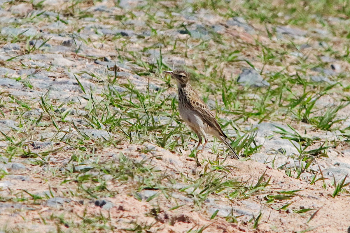 Australian Pipit - ML642054754