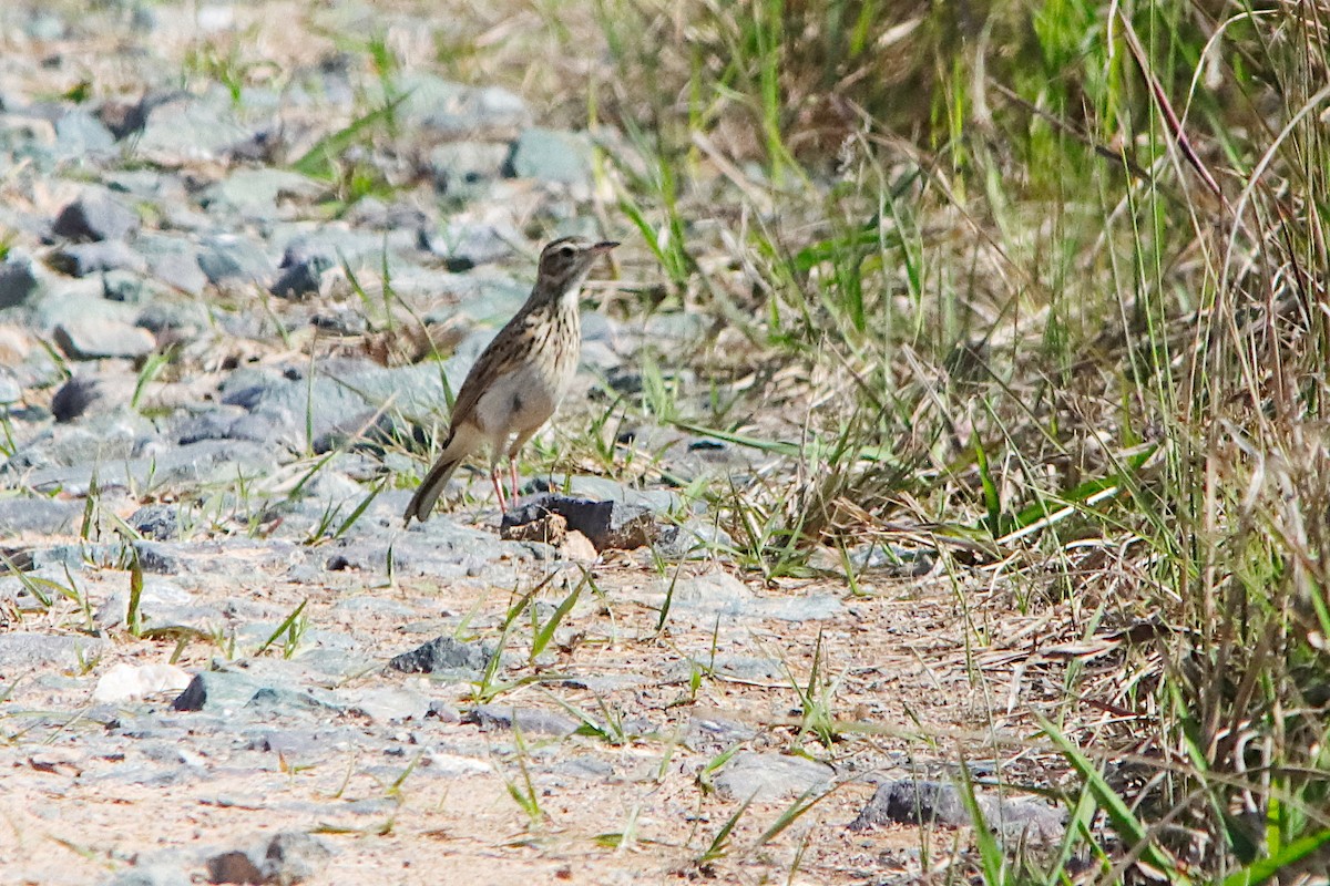 Australian Pipit - ML642054755
