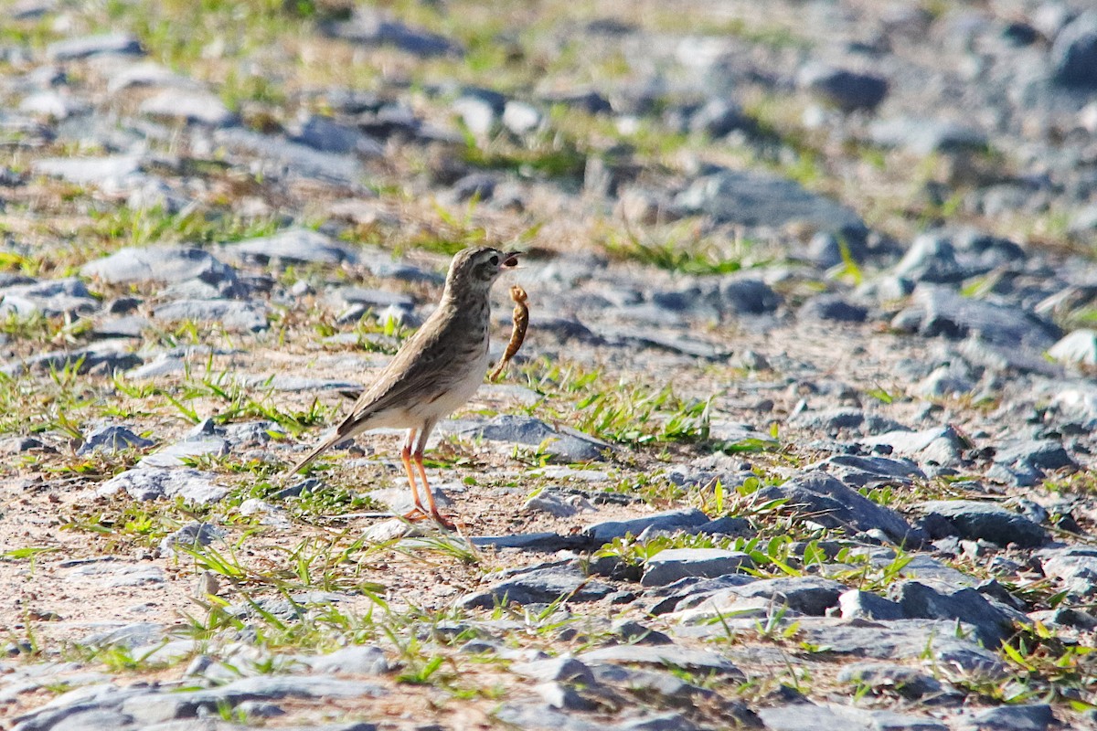 Australian Pipit - ML642054756