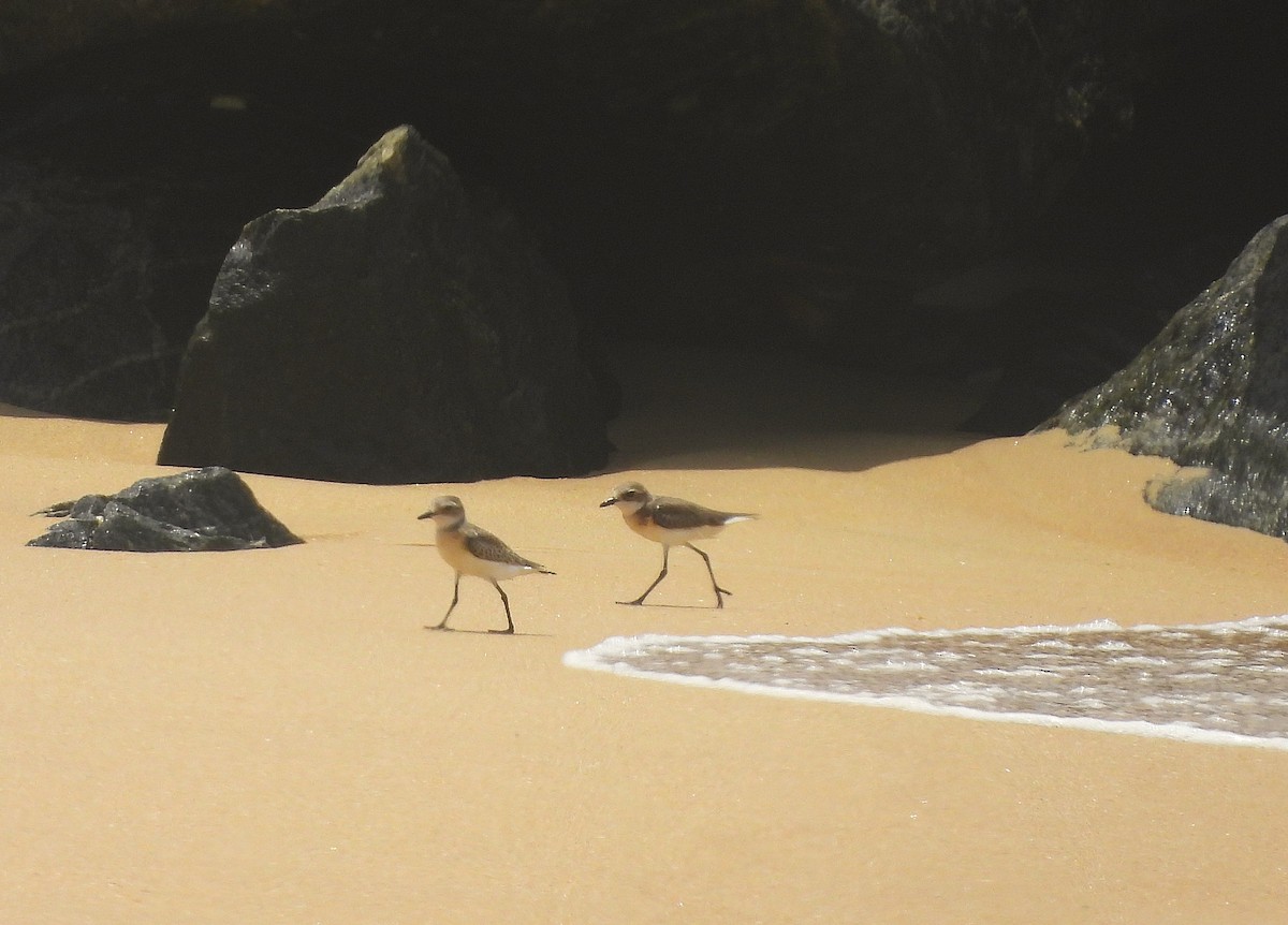 Tibetan Sand-Plover - ML642054759