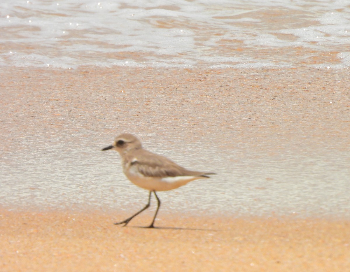 Tibetan Sand-Plover - ML642054761