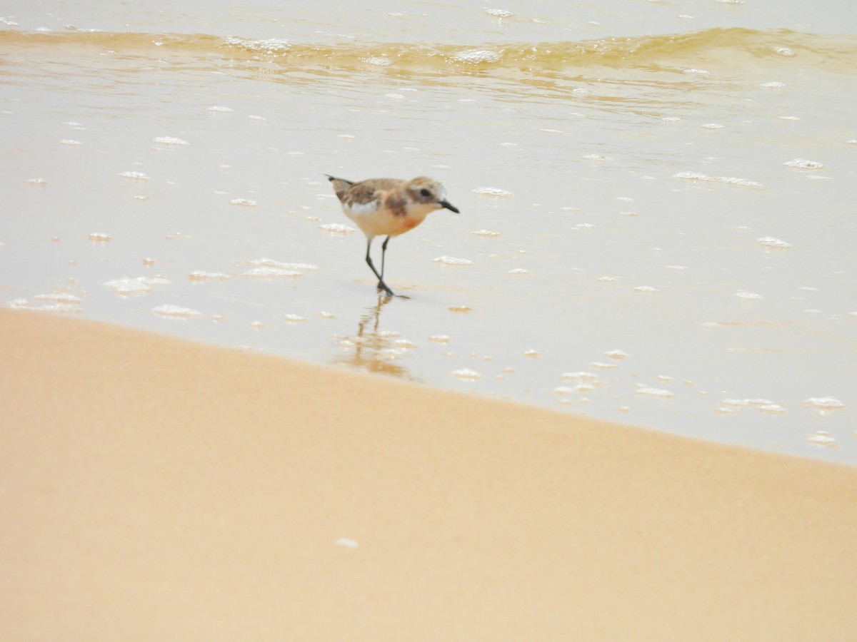 Tibetan Sand-Plover - ML642054762