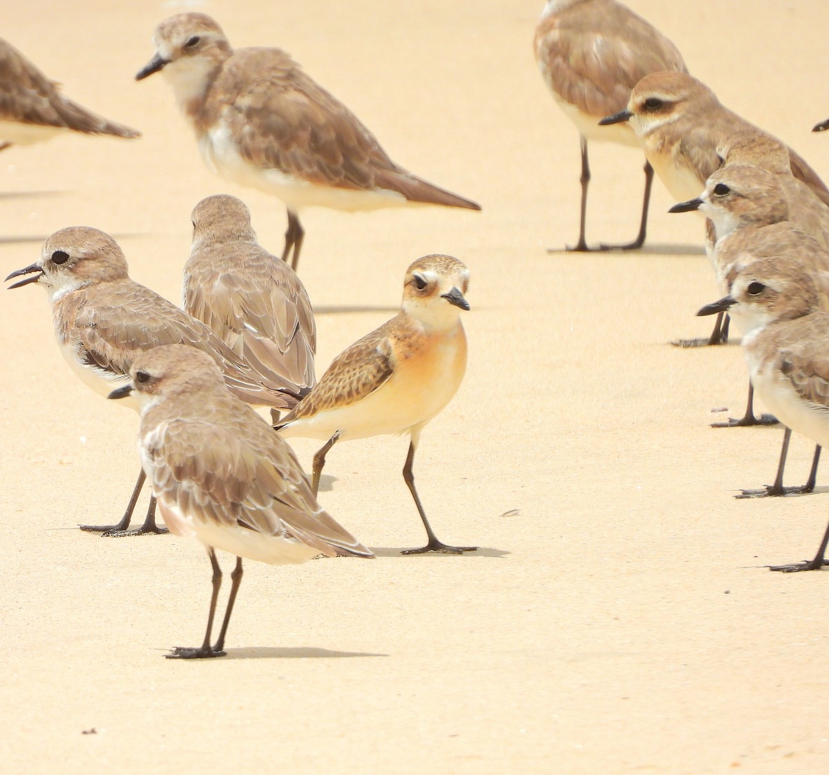 Tibetan Sand-Plover - ML642054763