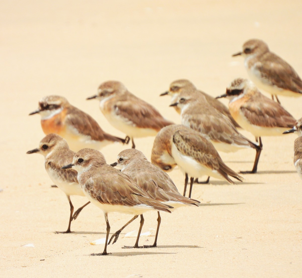 Tibetan Sand-Plover - ML642054764