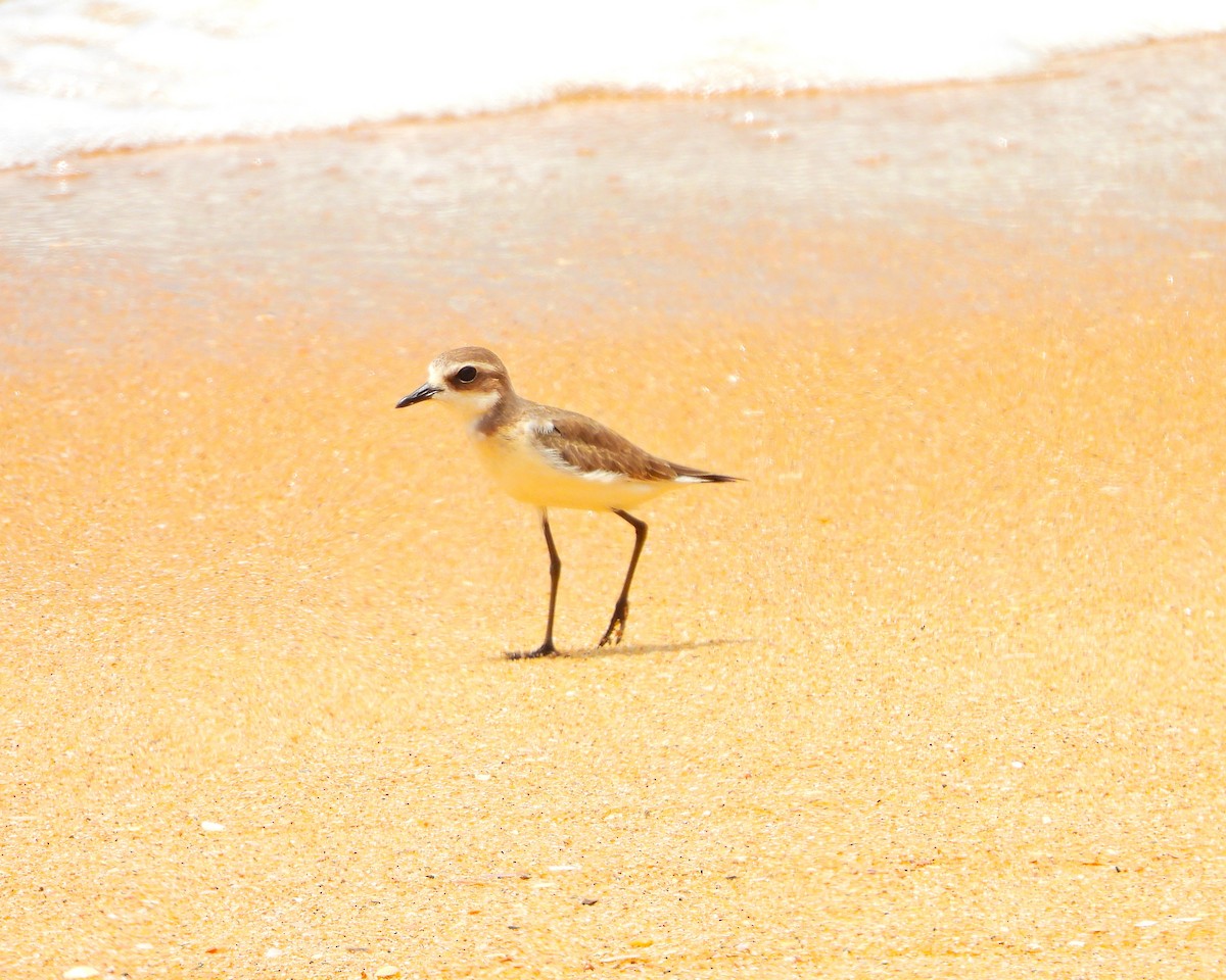Tibetan Sand-Plover - ML642054765