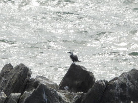 Black-faced Cormorant - ML642054767