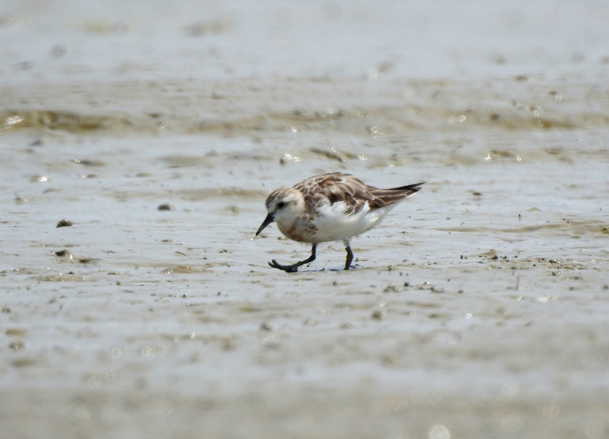Red-necked Stint - ML642054770