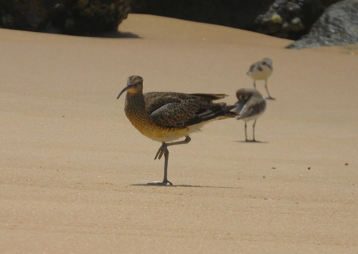 Regenbrachvogel - ML642054773