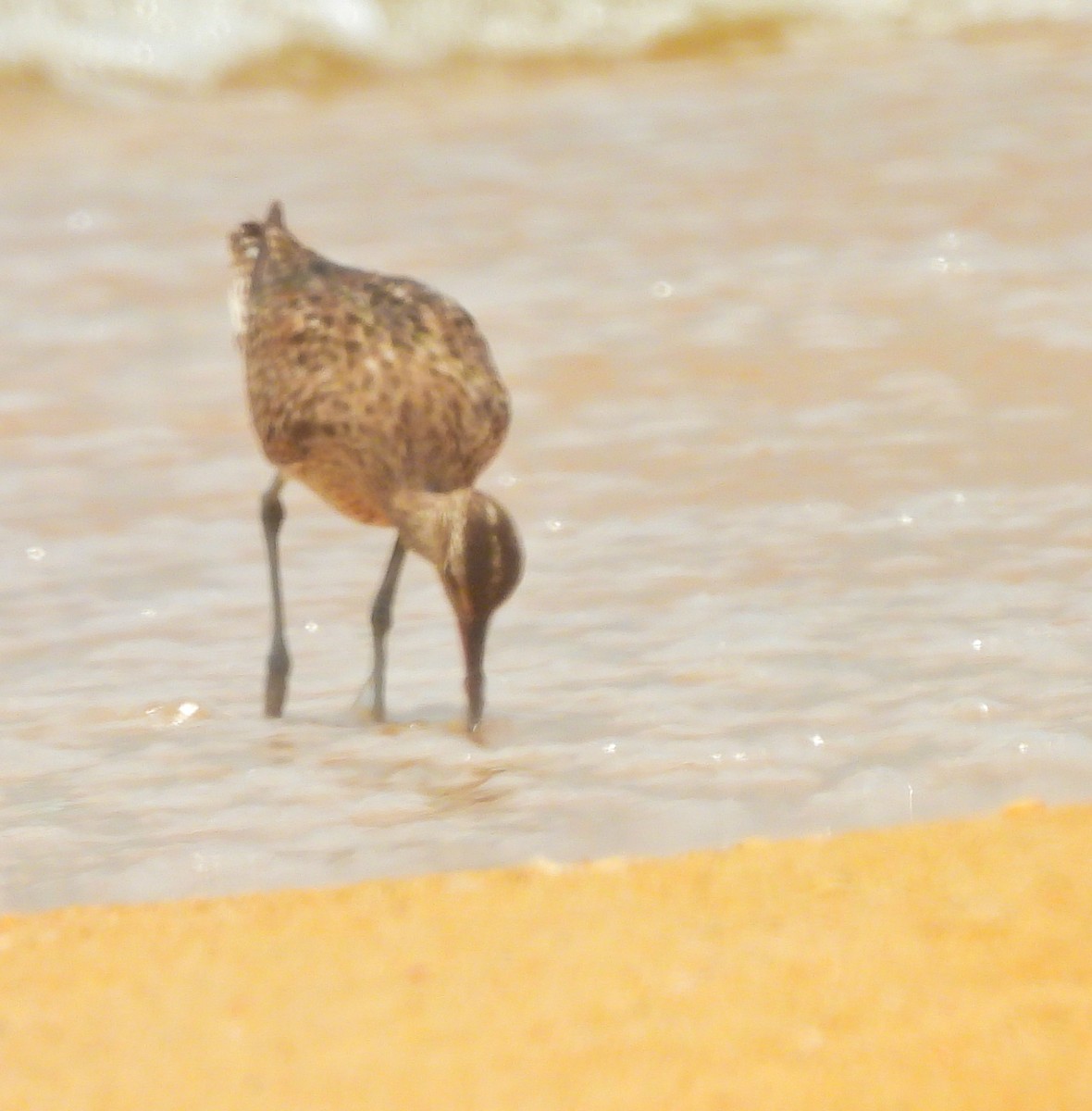 Regenbrachvogel - ML642054774