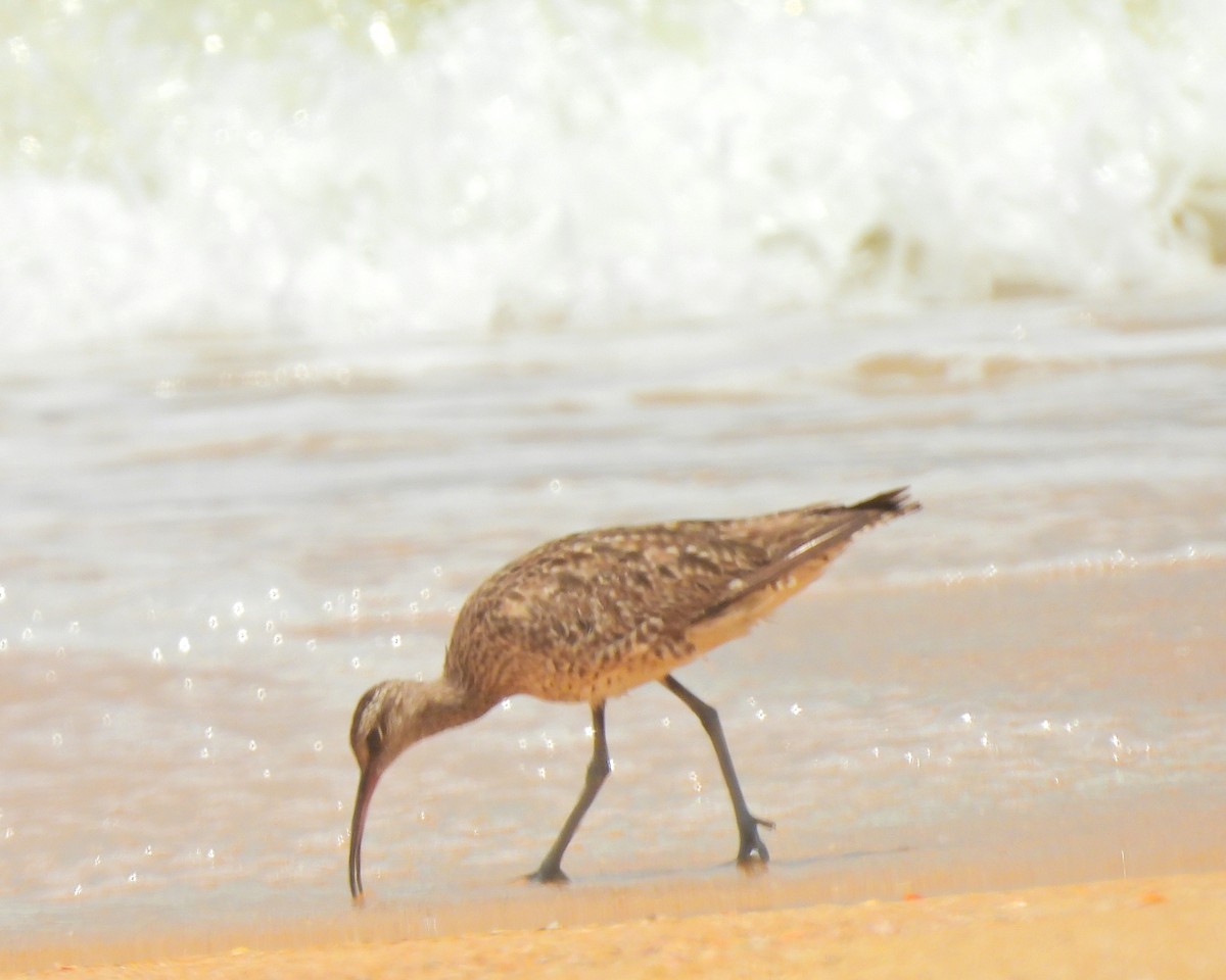 Regenbrachvogel - ML642054775