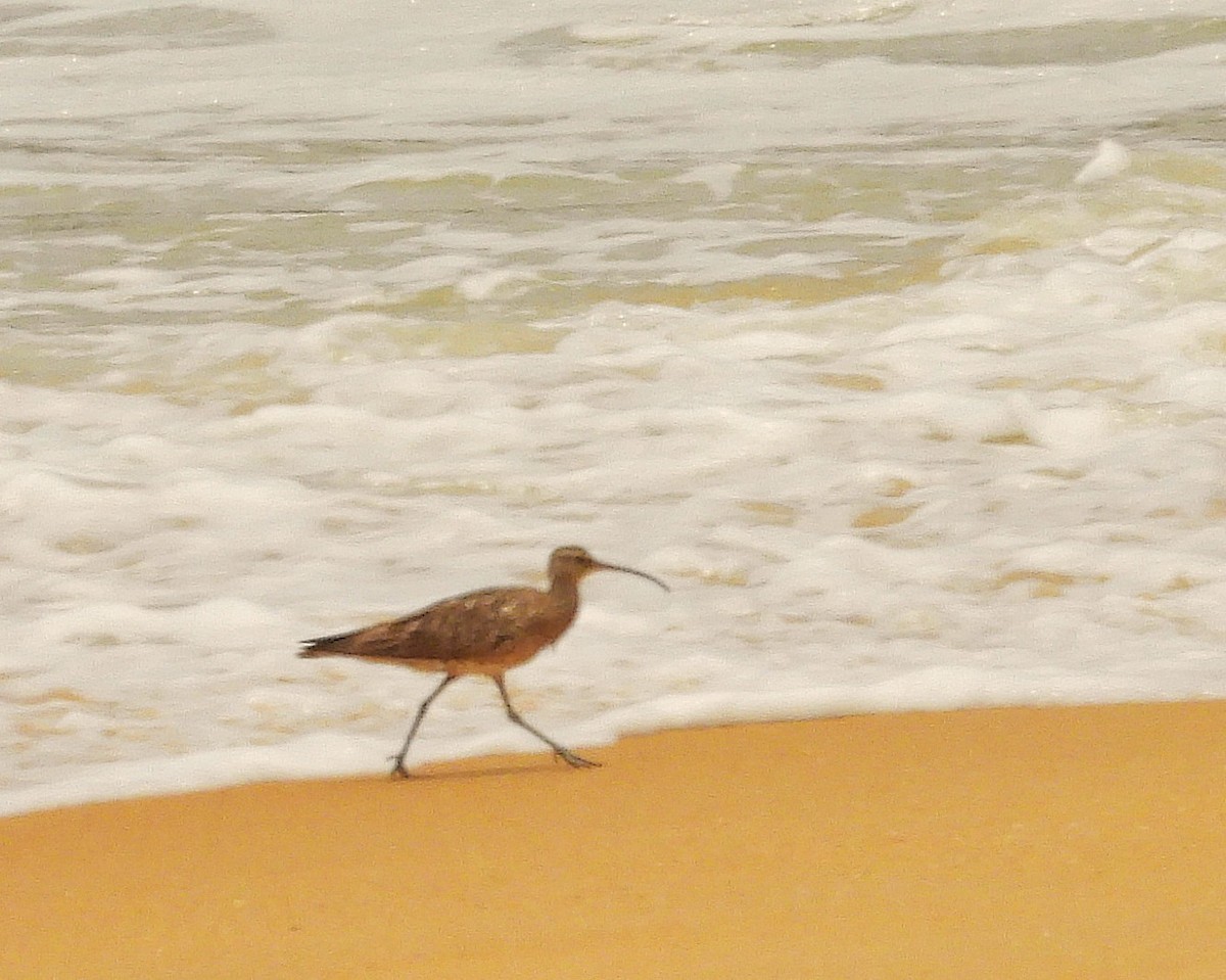 Regenbrachvogel - ML642054776