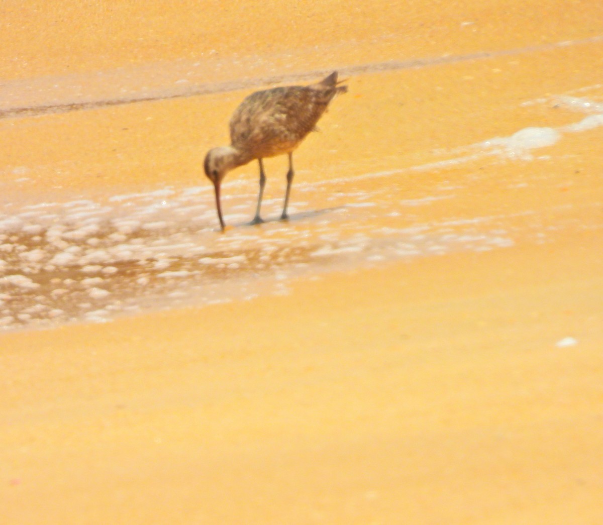 Regenbrachvogel - ML642054777