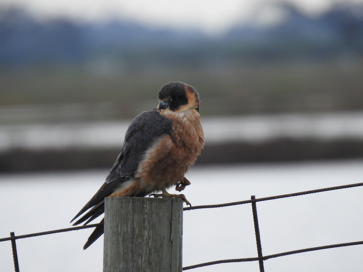 Australian Hobby - ML642054798