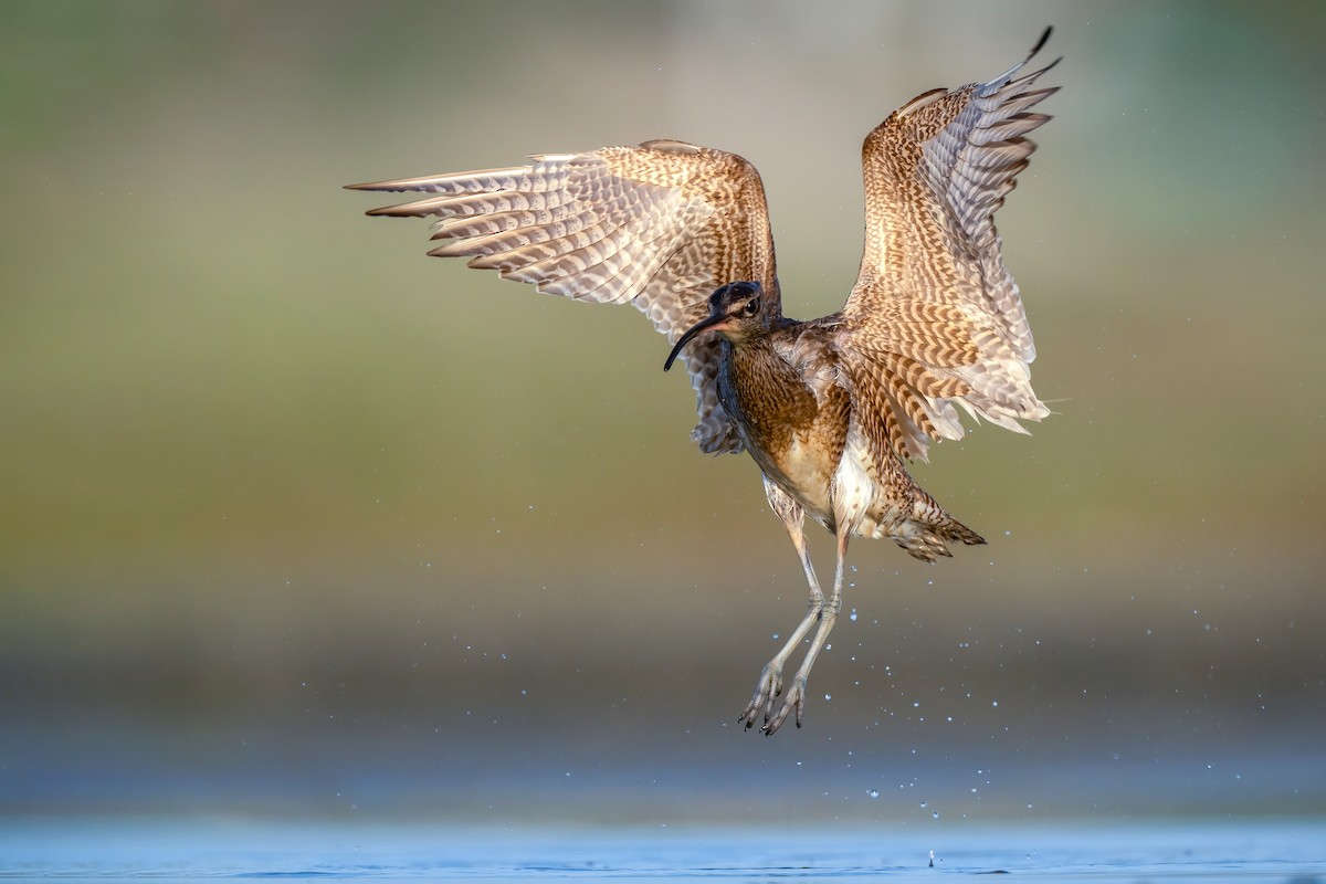 Regenbrachvogel - ML642054819