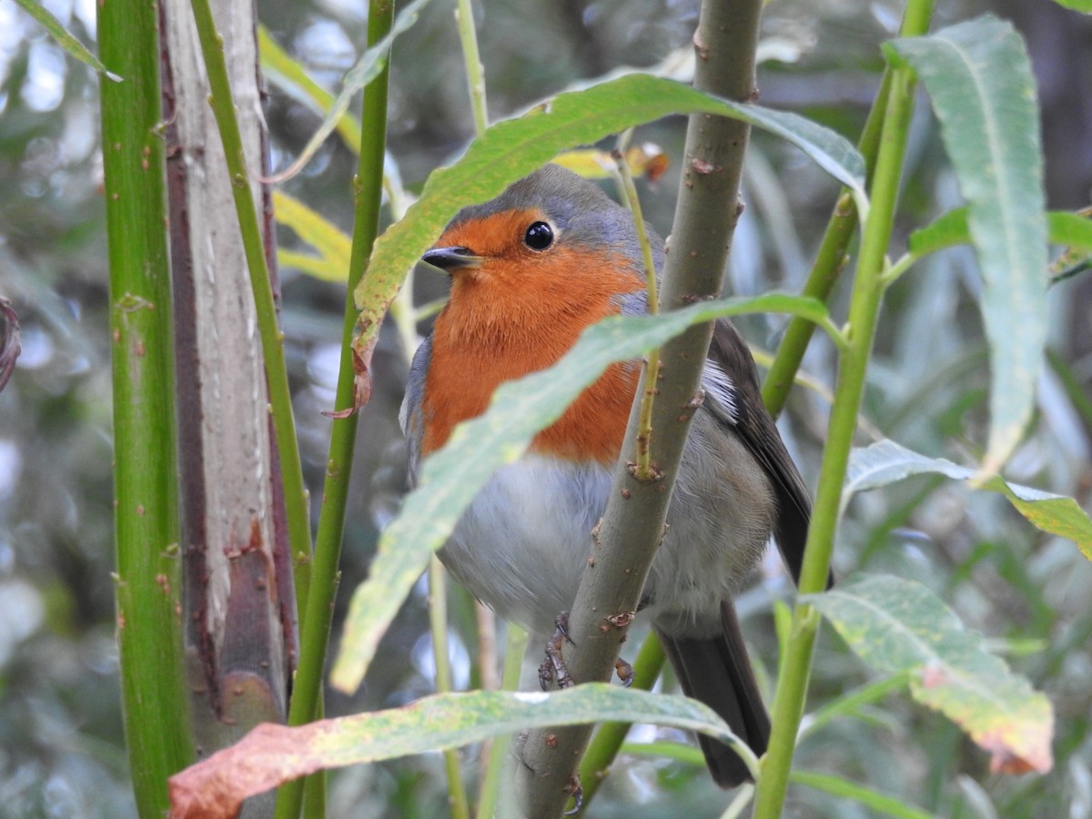 European Robin - ML642054820