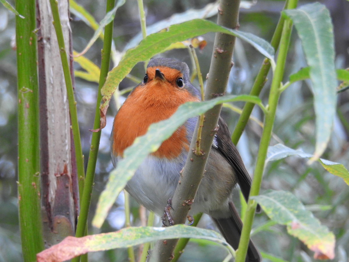 European Robin - ML642054826