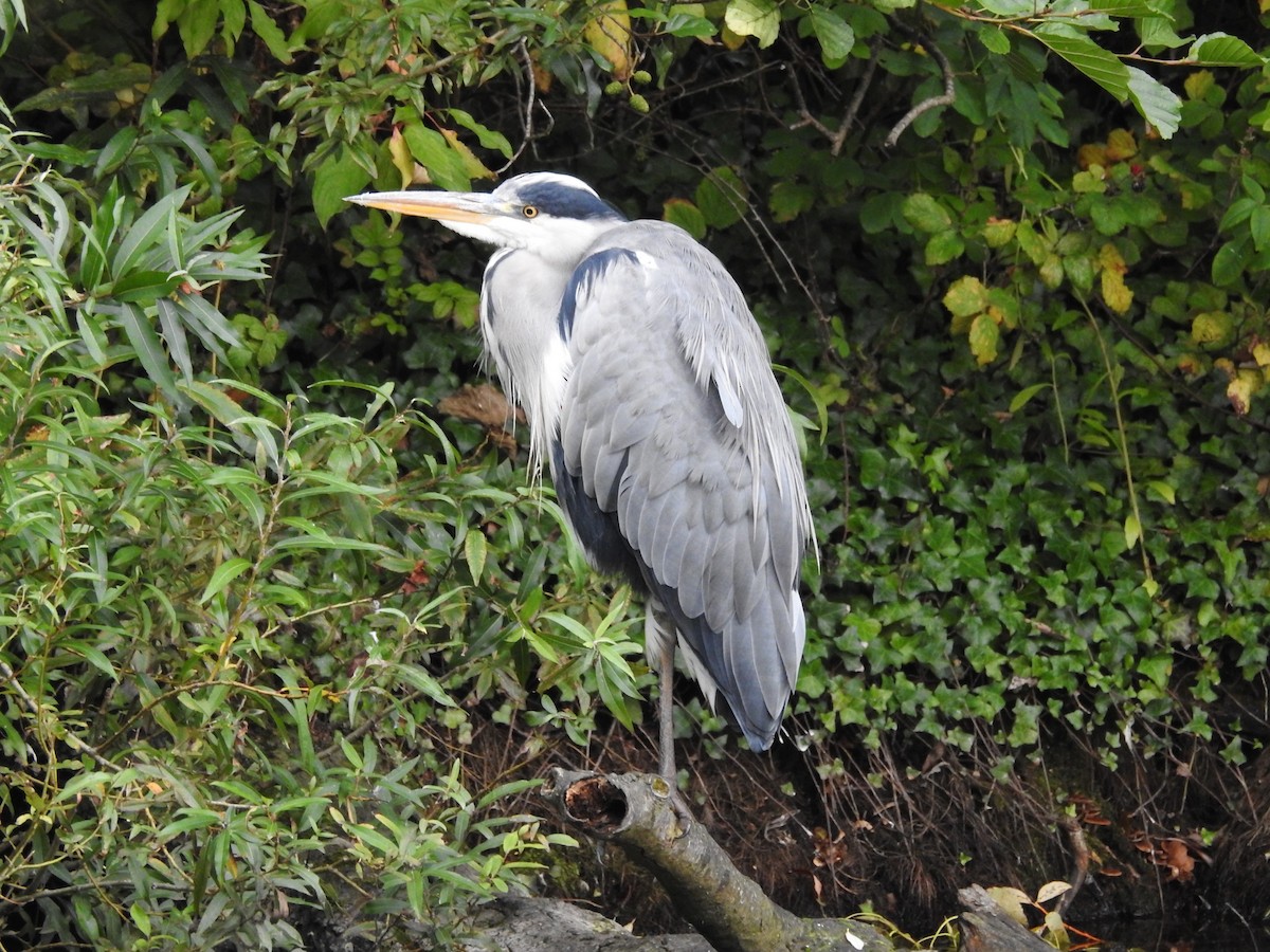 Gray Heron - ML642054831