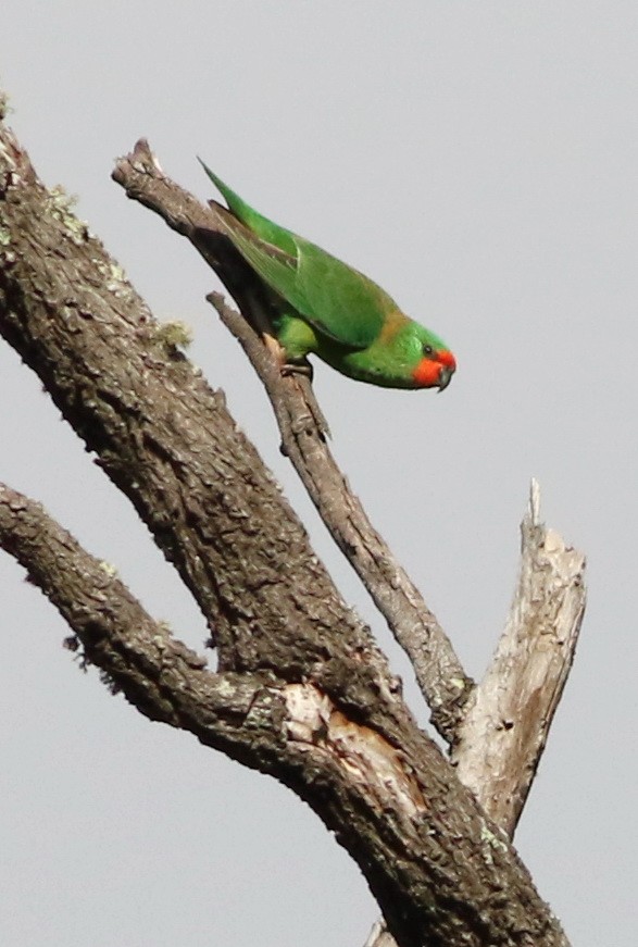 Little Lorikeet - ML642054842