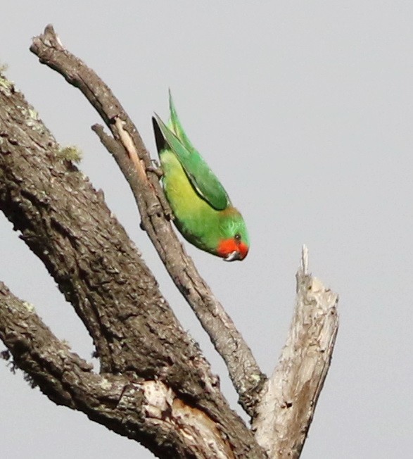 Little Lorikeet - ML642054843