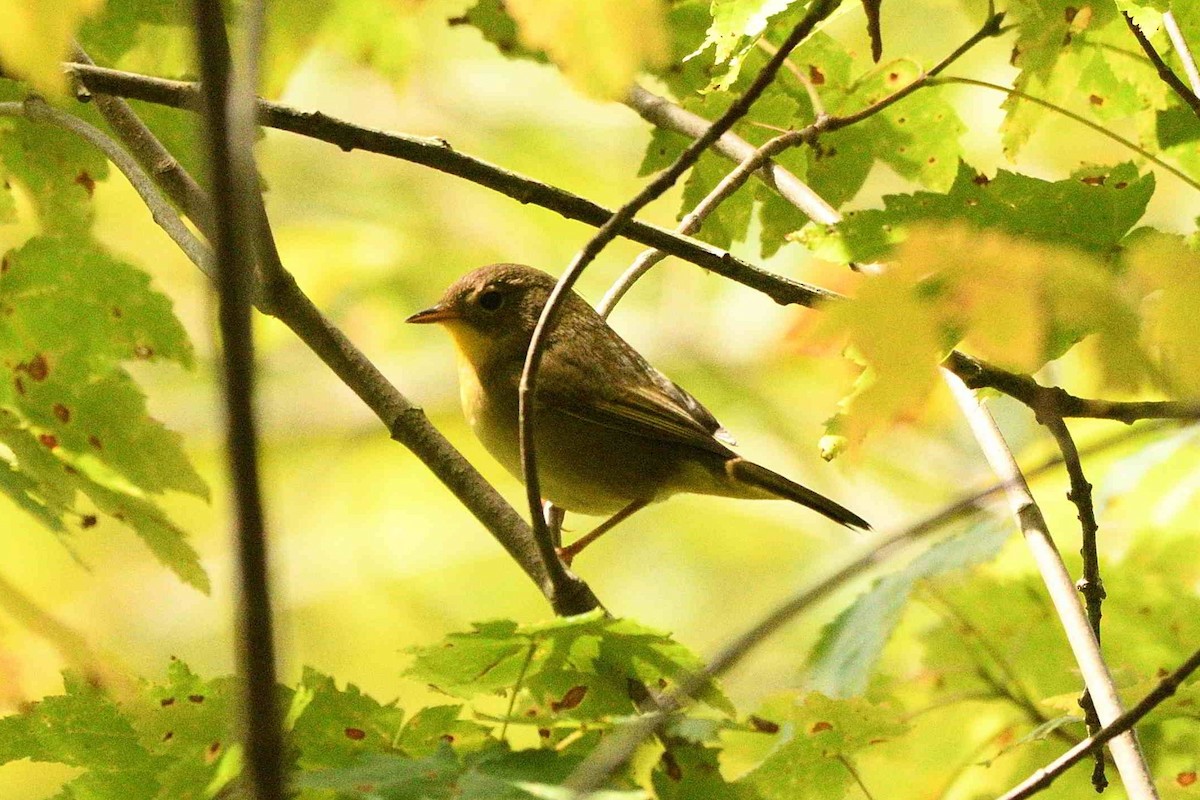 Common Yellowthroat - ML642054887