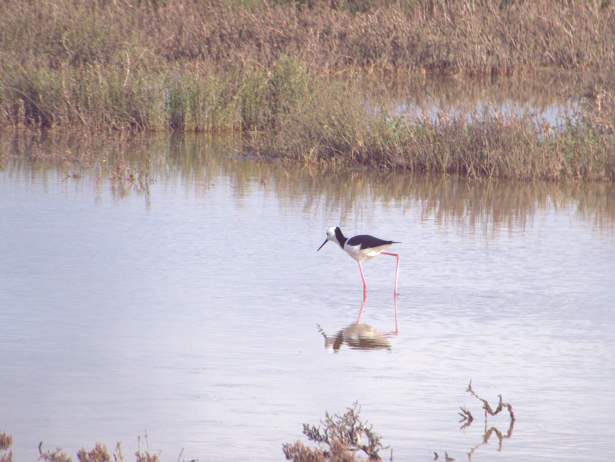 Pied Stilt - ML642054888