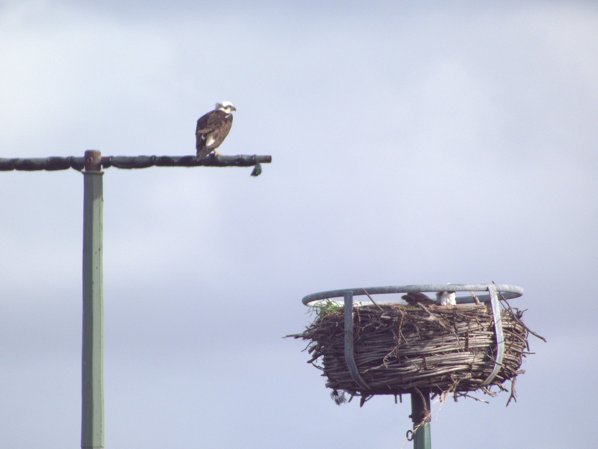 Osprey (Australasian) - ML642054889