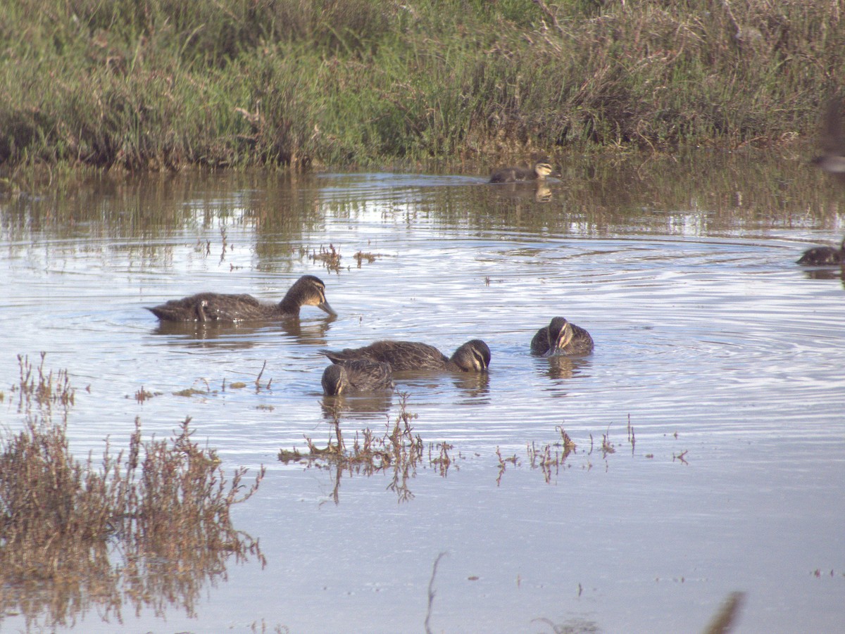 Pacific Black Duck - ML642054904