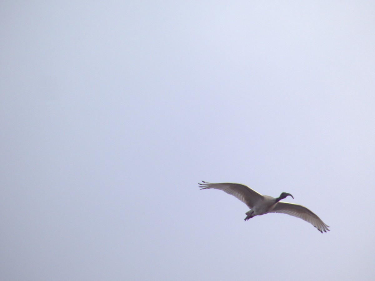 Australian Ibis - ML642054906