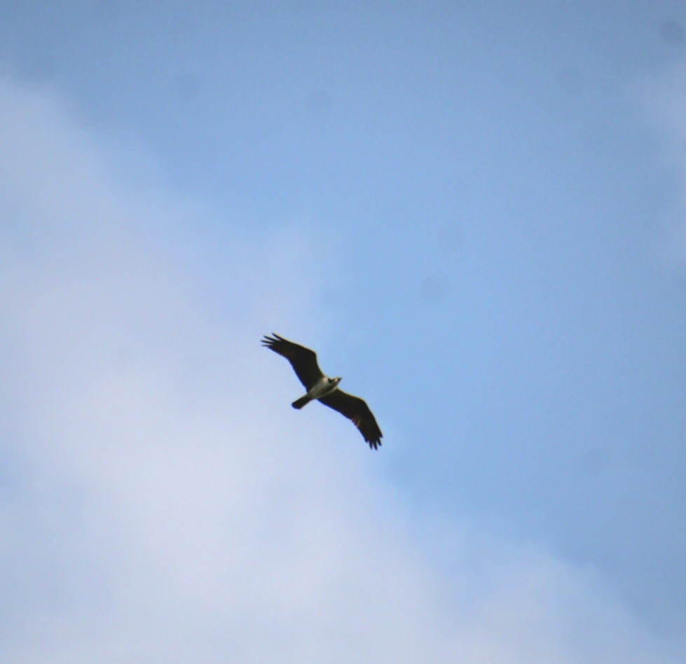 Osprey (American) - ML642054907