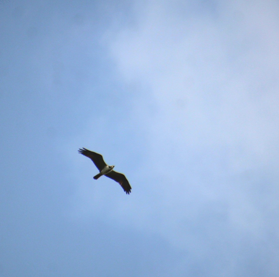 Osprey (American) - ML642054909
