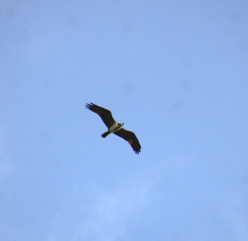 Osprey (American) - ML642054910
