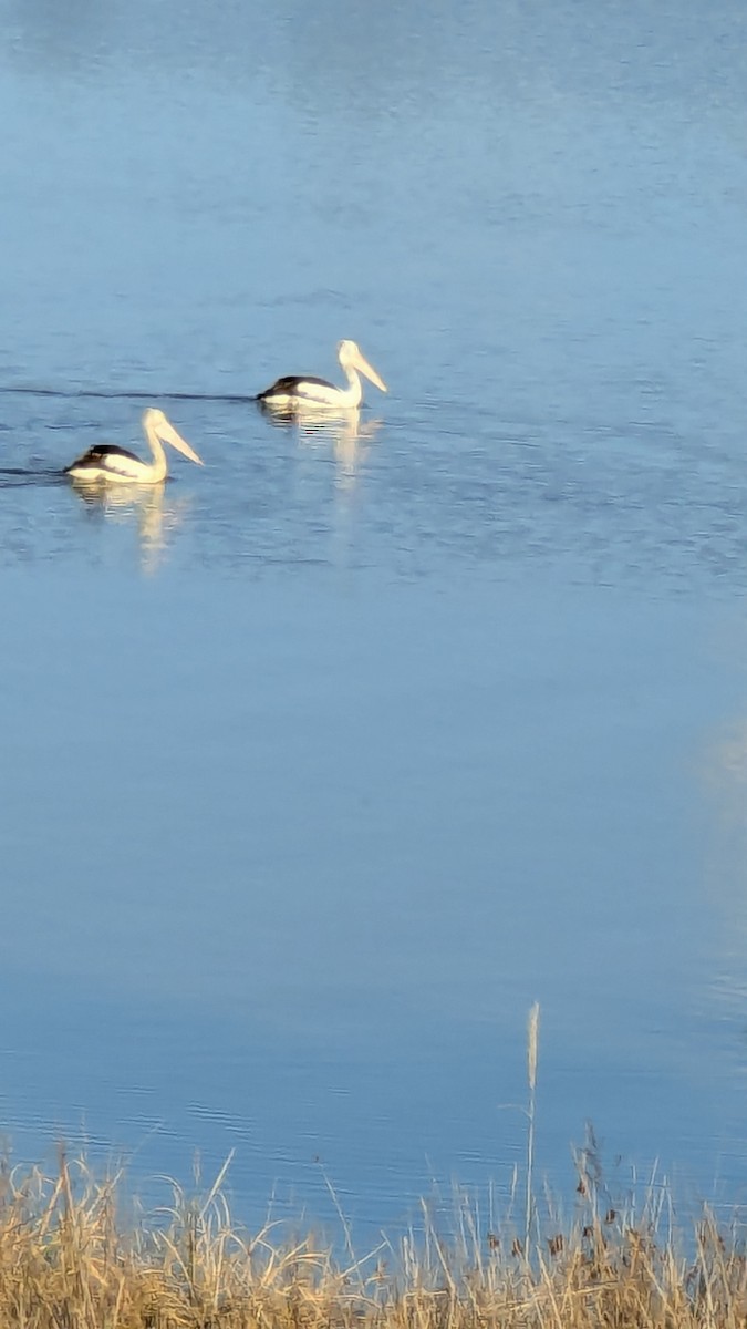 Australian Pelican - ML642054911