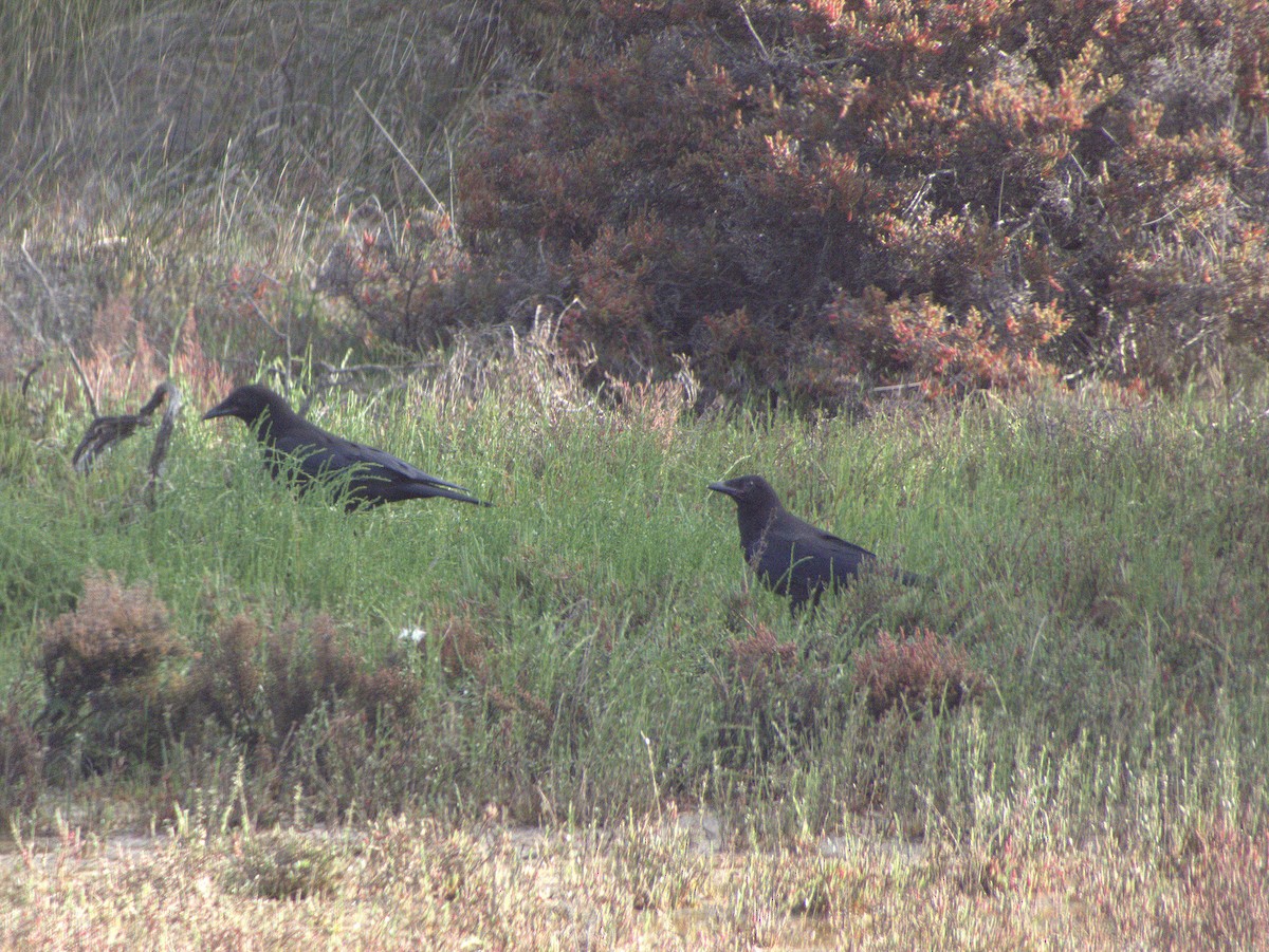 Australian Raven - ML642054912