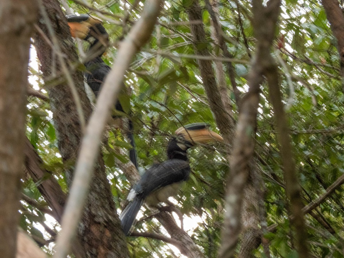 Malabar Pied-Hornbill - ML642054913