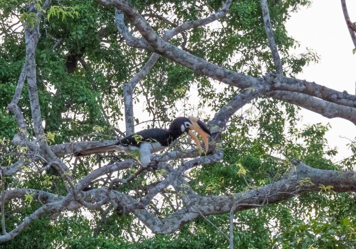 Malabar Pied-Hornbill - ML642054914