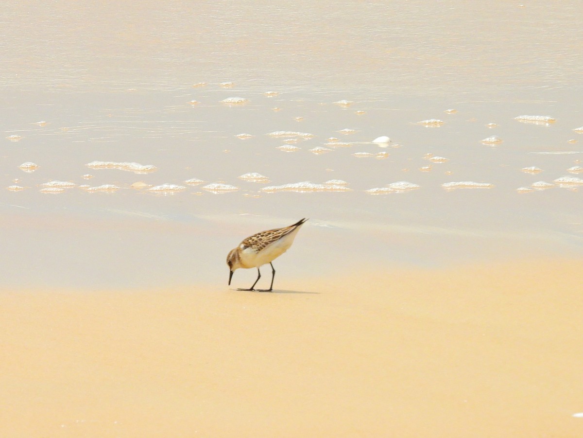 Little Stint - ML642054915