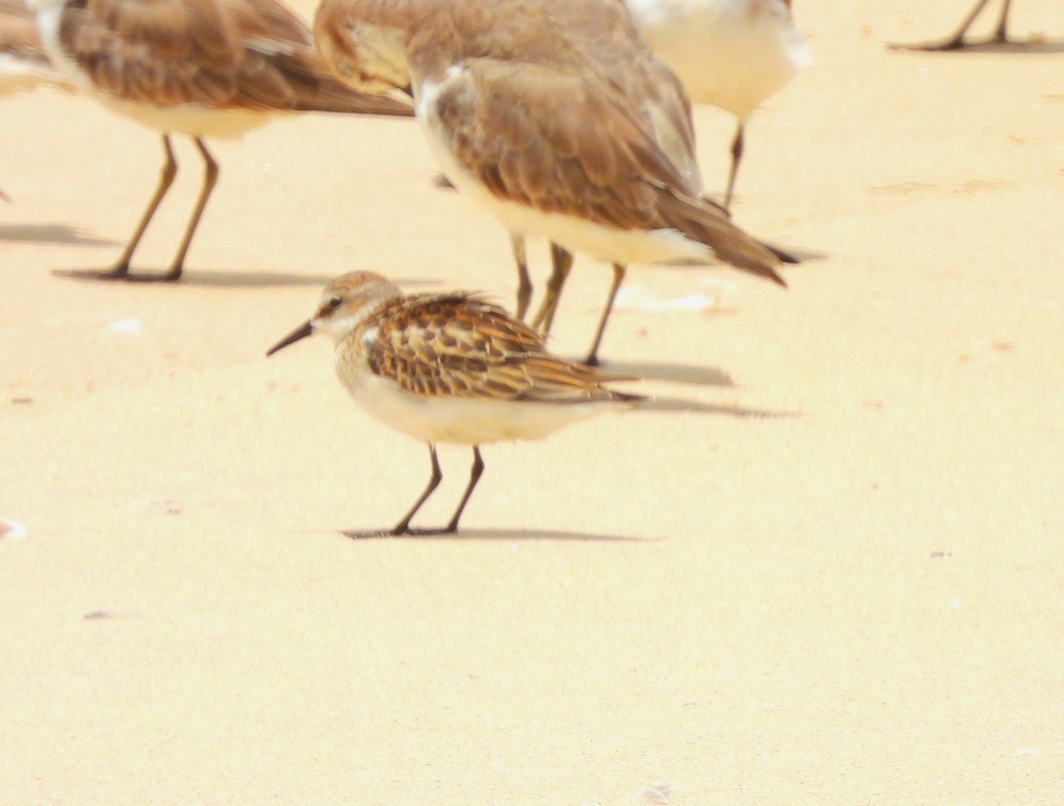 Little Stint - ML642054916