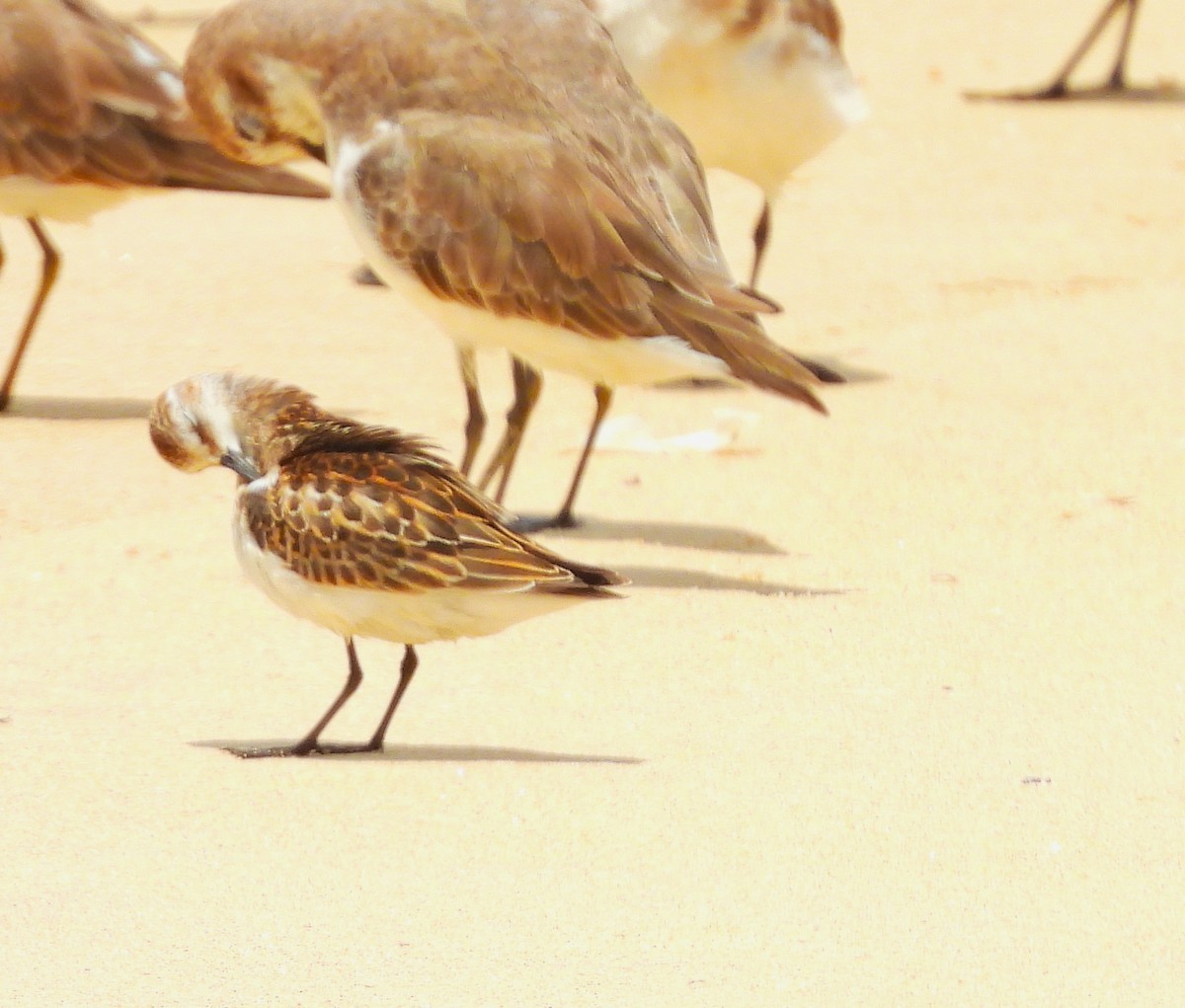 Little Stint - ML642054917