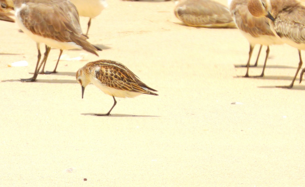 Little Stint - ML642054918