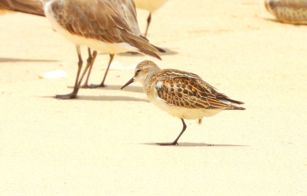 Little Stint - ML642054919