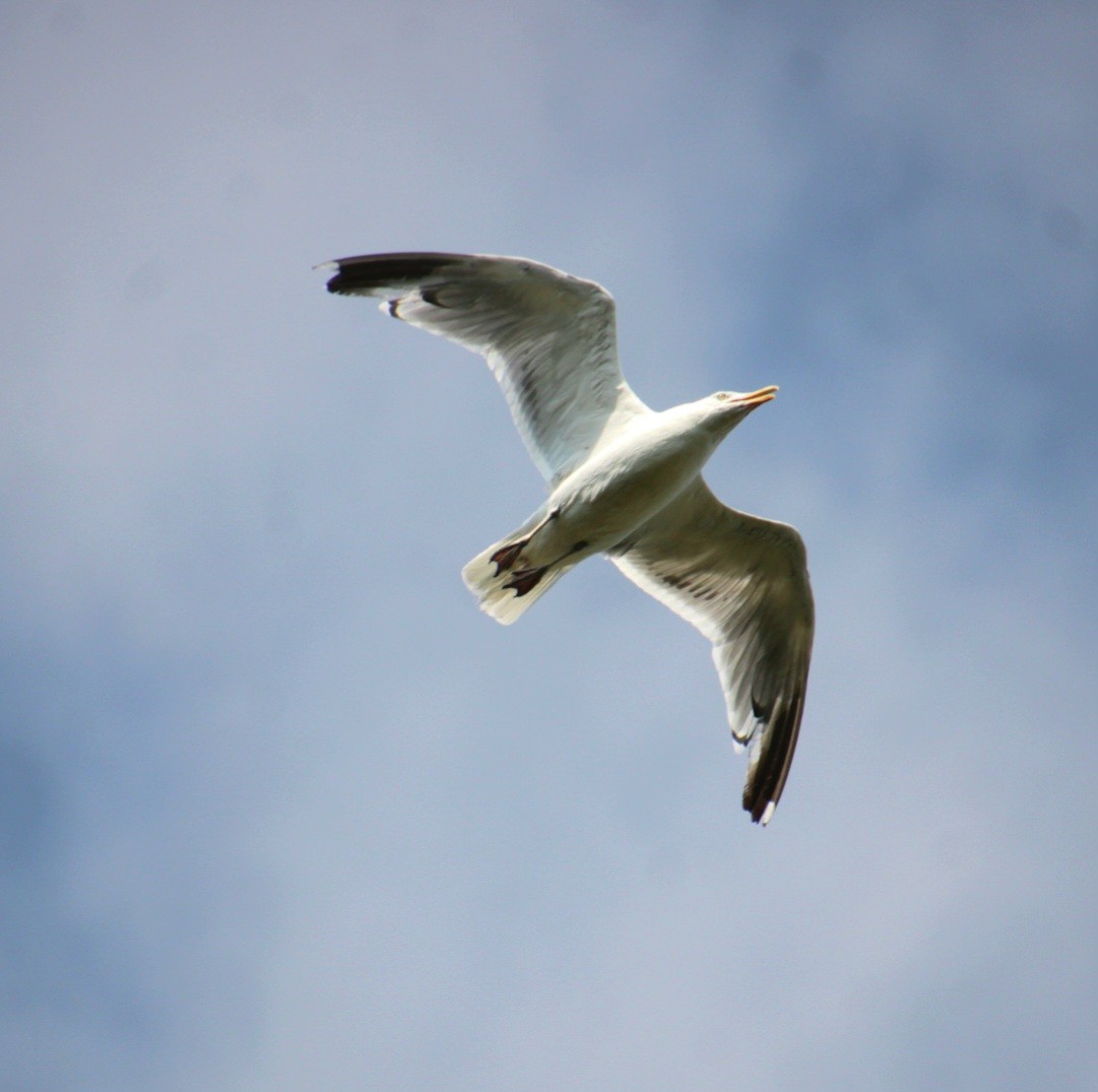 American Herring Gull - ML642054921