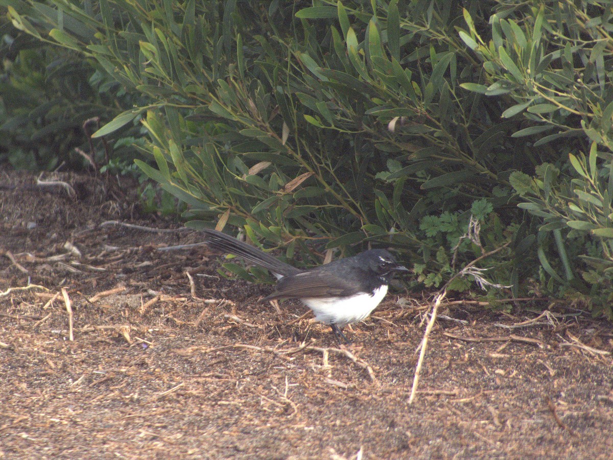 Willie-wagtail - ML642054923