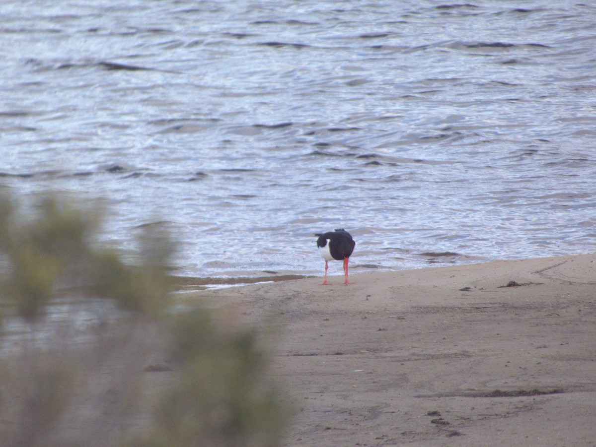 Pied Oystercatcher - ML642054924