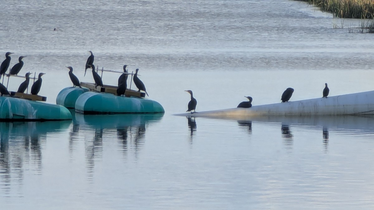 Great Cormorant - ML642054925
